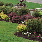 planting along driveway