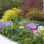 plants and trees by walkway